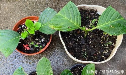 新手|5种花,现在扦插正当时,天越热生根越快,适合新手