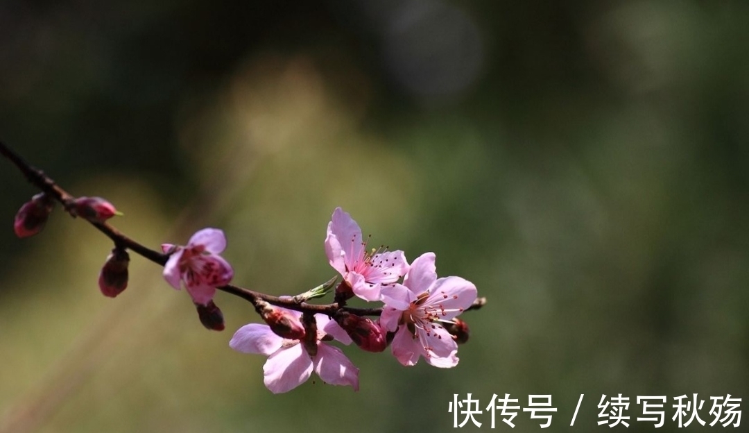 味道#7首诗写春天，每一首都有各自的味道，你认为谁写得比较好？