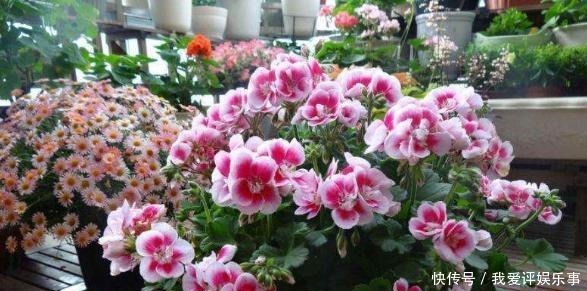 就能够|4种开花爆盆的植物,最适合春天养,一次开满花,年年有花赏