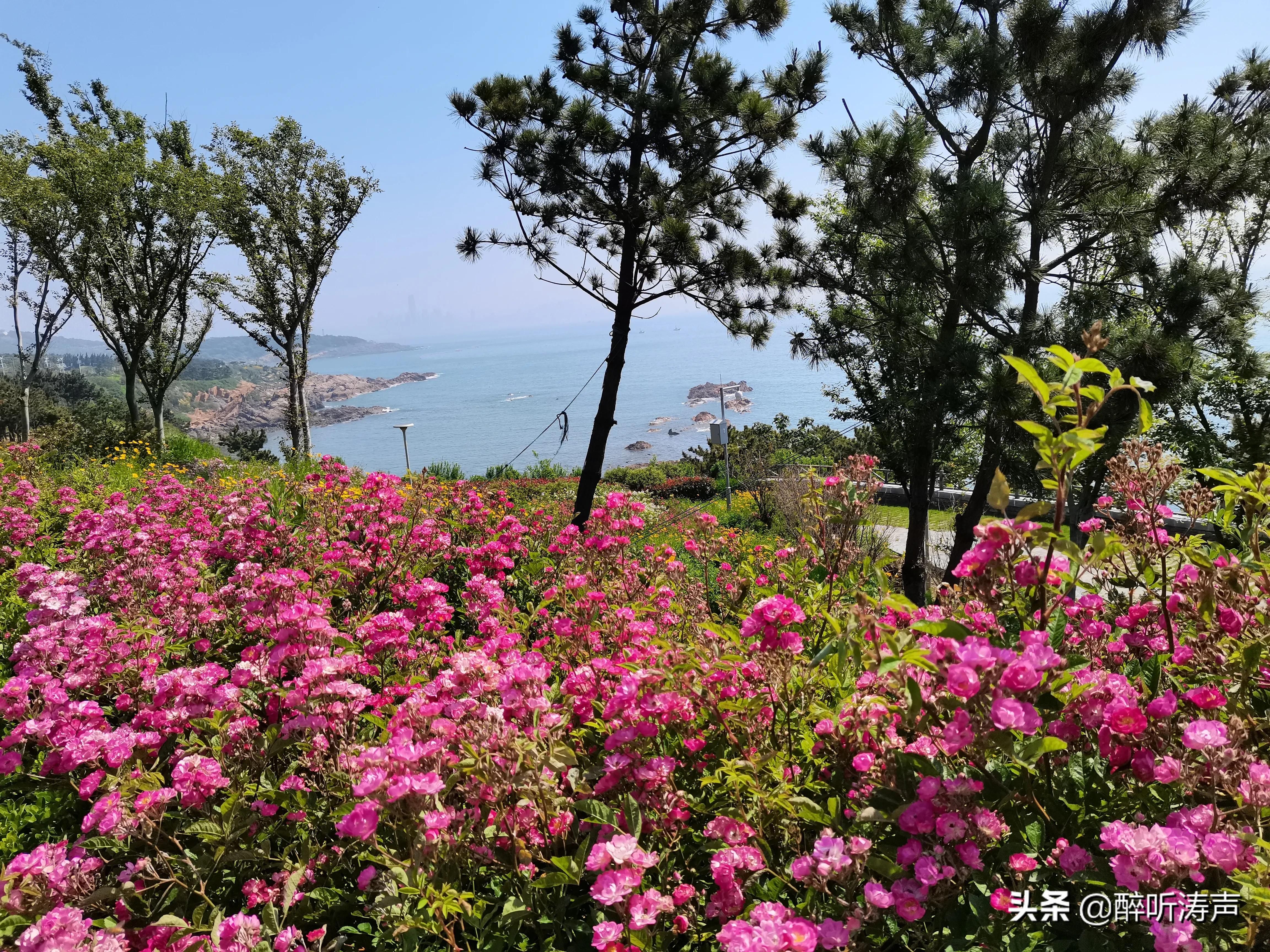 难以形容|天蓝海蓝花海一片片，难以形容的东环岛路之美