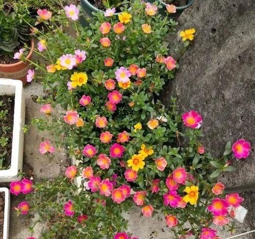 这三种花，一定要舍得晒，越晒越长花苞！