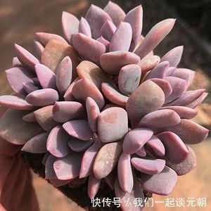 4种多肉,适合夏天养,叶片红彤彤,轻松胖成球