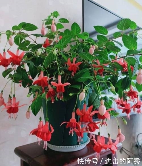 20种“坑人花”,真的很难养,没有三五年的养花经验,别入坑