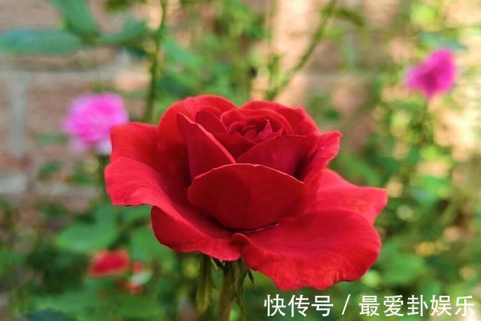 漳红樱|拜拜了月季！养了四年月季，这个秋天果断换坑，希望没有换错