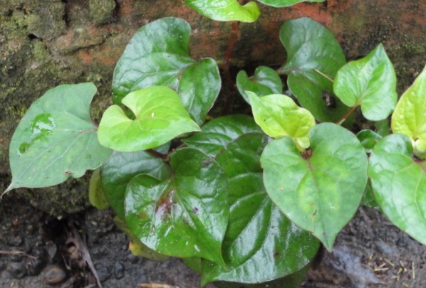 鱼腥草|这三种野菜,被称为女性养肝护肝的''小秘方'',建议女性们都来看看!