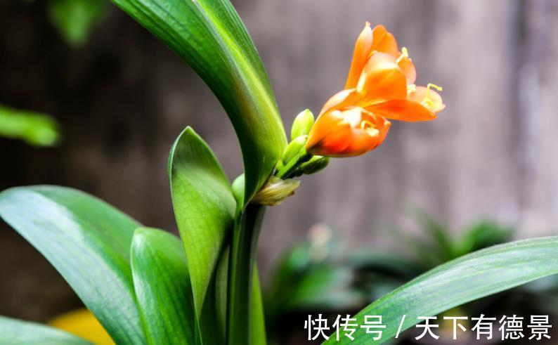 肉质根|8月该如何“唤醒”君子兰？照顾到这4点，盆栽9、10月开花早