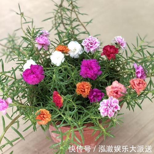 种花|夏天就种5种花，一点不怕晒，再热的天都没事！