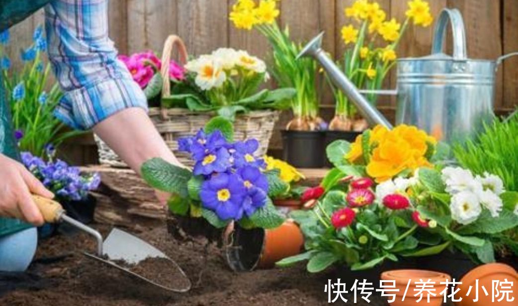 养花先“养根”,3个“小方法”,根系疯长,枝叶繁茂