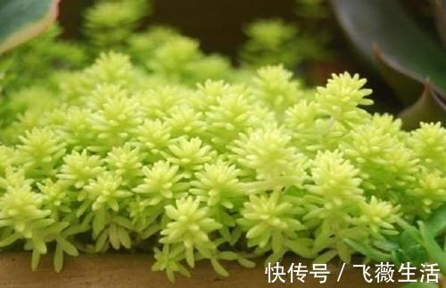 颜色|5种很常见的多肉,由于颜色金贵皮实好养,受到花友的热烈追捧