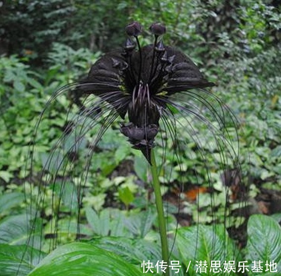 10种罕见的黑色花,都说很高贵,我怎么觉得诡异?