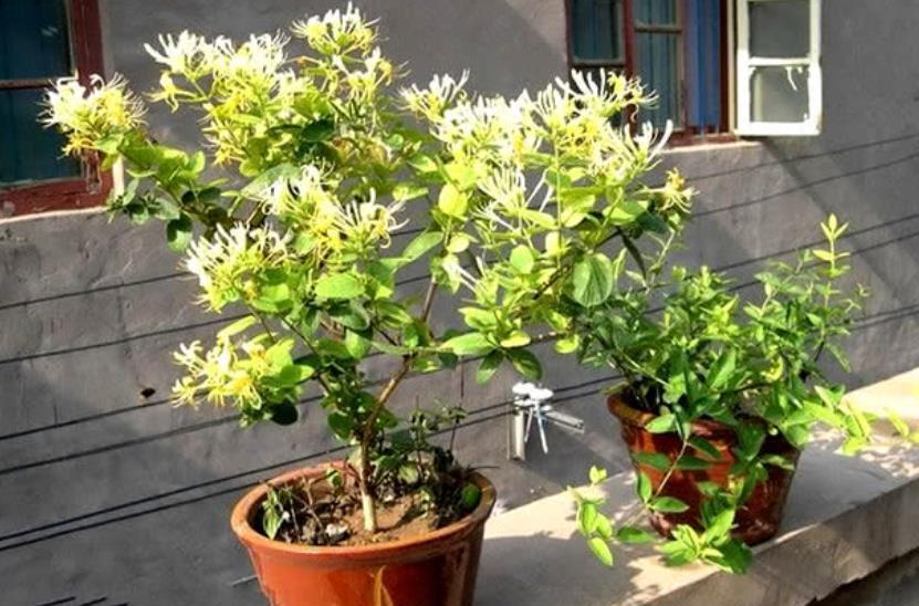 金银花|“人养花、花也养人”,6种花养在家里空气好,改善睡眠释放压力