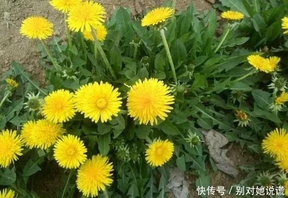 降糖|玉米须泡水喝,有4大功效,记住“一个搭配”,功效翻倍!