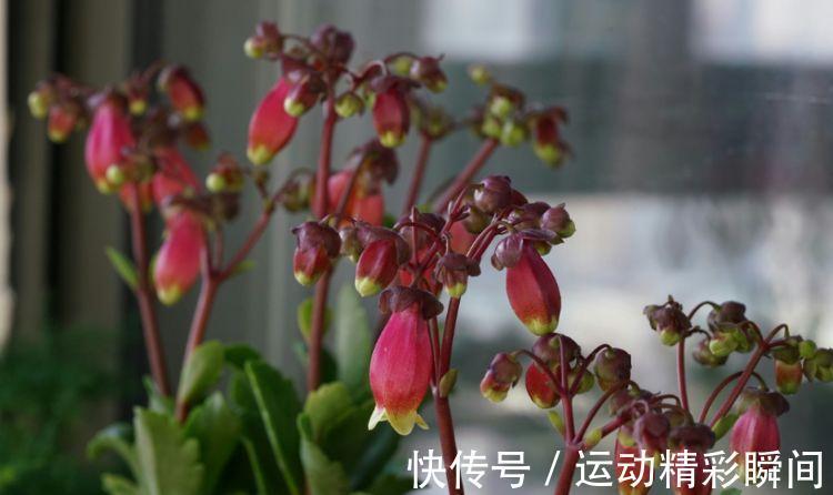 九月三十霜降后,养什么花?以下3种花,吉庆有余喜气洋洋