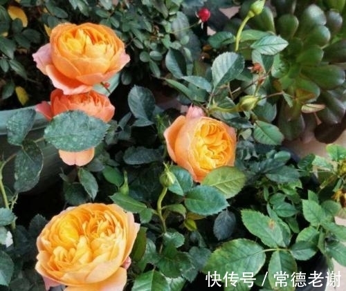 6个养花“坏习惯”,难怪花花长不好,快看看你中了几条?