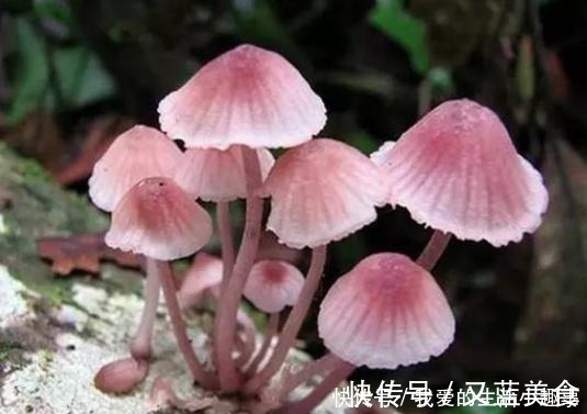 天赐|它是“天赐的良药”,不能生吃,4块钱一斤,炒着吃太香了!