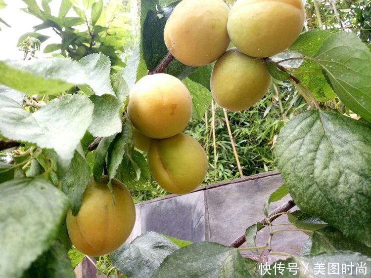 美好时光|花园改造：3年前买了栋带170㎡花园的房子，过上种花草的乡村生活