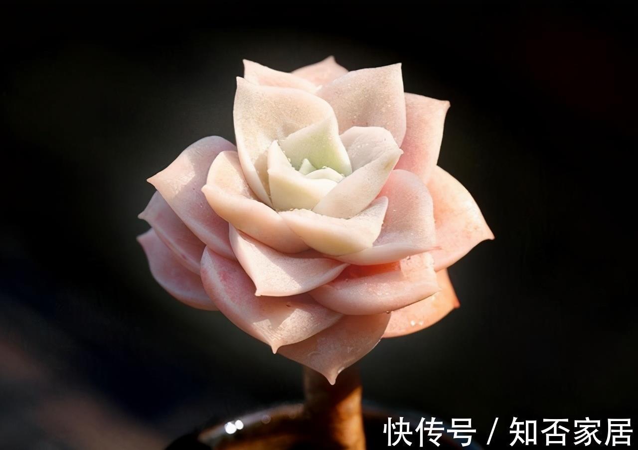 成就感|叶插就是对多肉的一种升级,6个品种叶插爱多头,满满都是成就感