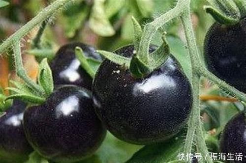 食物|女性想爱美,3种食物每天吃点,滋润肌肤,排毒养颜,爱吃就赚到