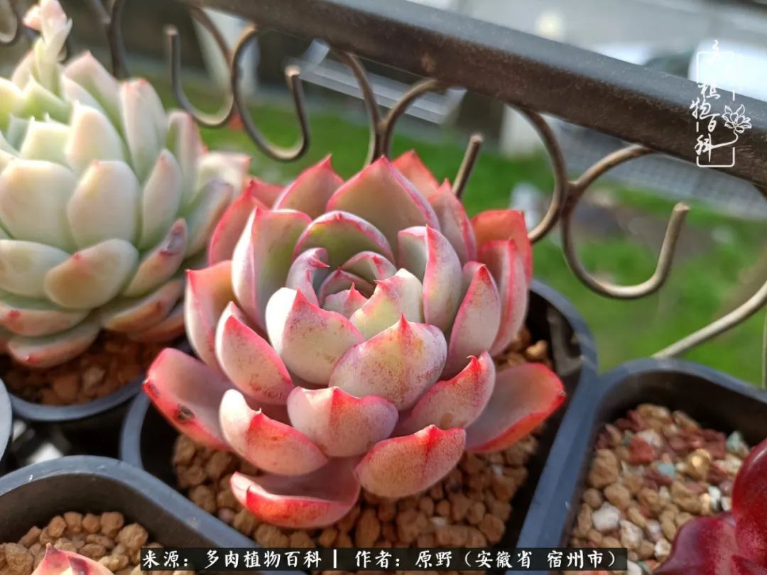 揭秘那些干净又温暖的多肉照片从哪里来
