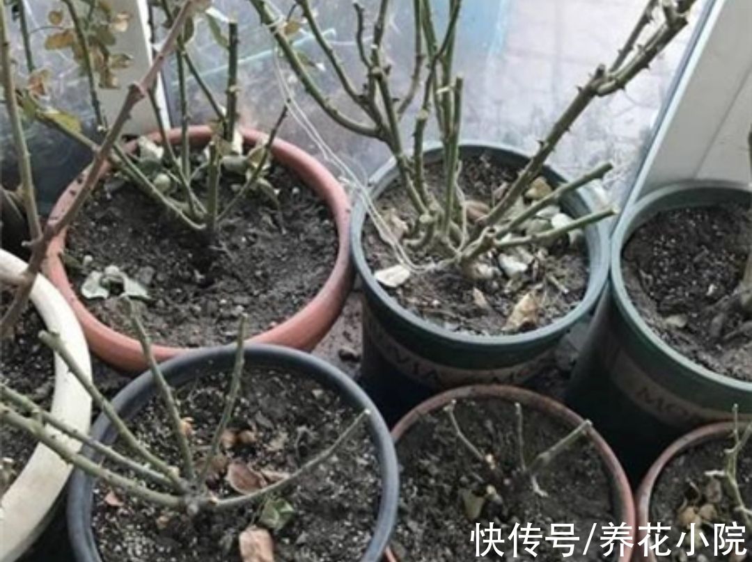 多肉植物|天冷6种花要“穷养”，少水少肥有利过冬，春天长得旺