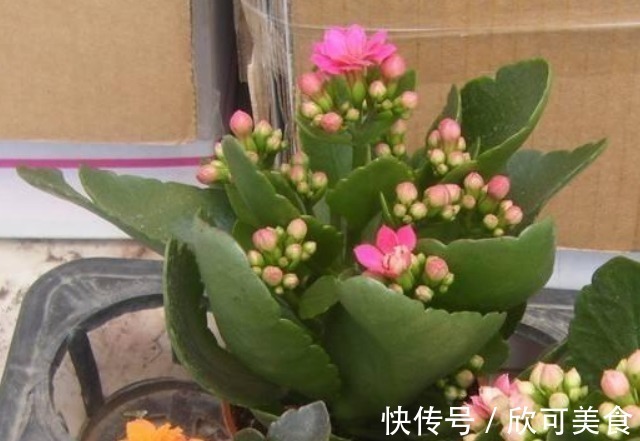 此花典型的“寿星花”，漂亮又喜庆，而且耐寒好养，居家养花首选