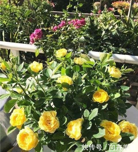 一年四季,这样给月季施肥,掐准时间好“吸收”,砰砰砰,开大花