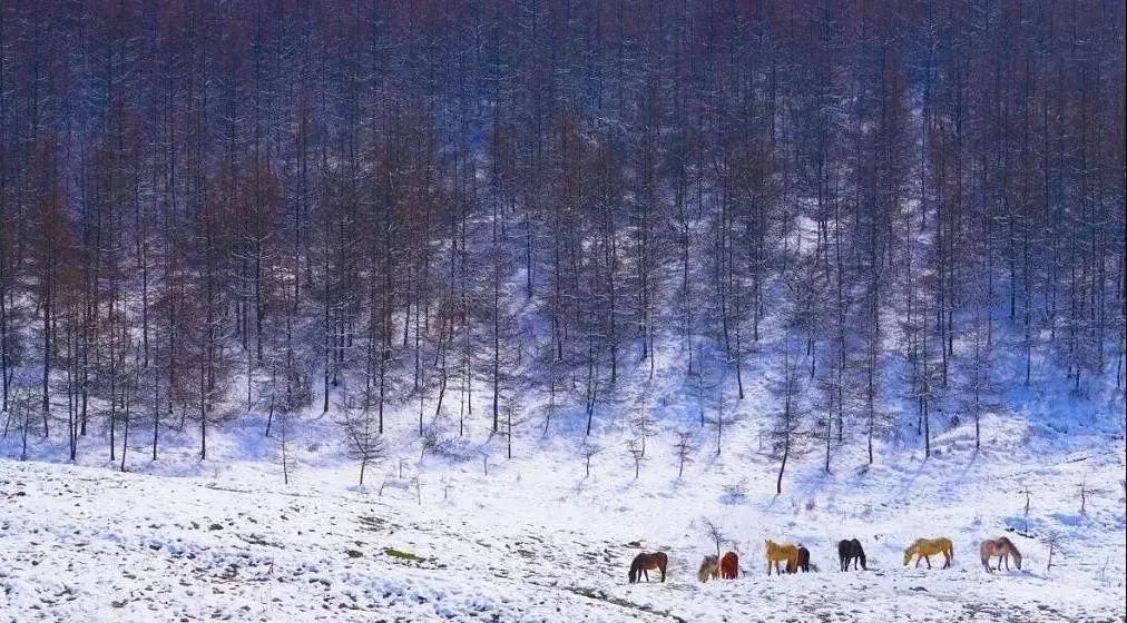 1小时飙拢！去重庆看雪！云海雪山森林，下山还能泡温泉！