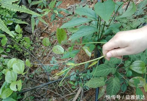 金刚藤|它价值30元一斤,农民见到却要将其铲除,今天科普请珍惜