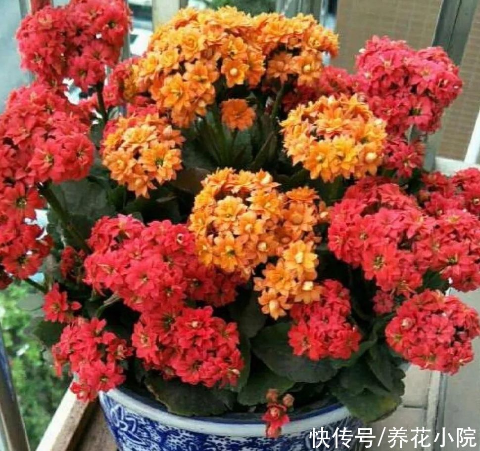 长寿花开完花，给它“剪一剪”，用上1种肥，再次长出花苞来
