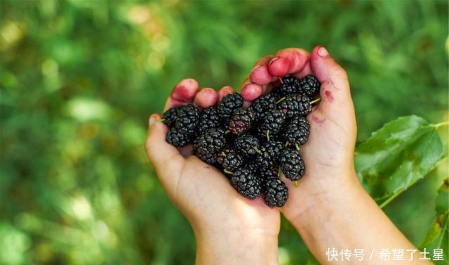 果汁|天冷了,少喝奶茶果汁多喝它,香甜美味,早餐喝一碗,营养好吸收