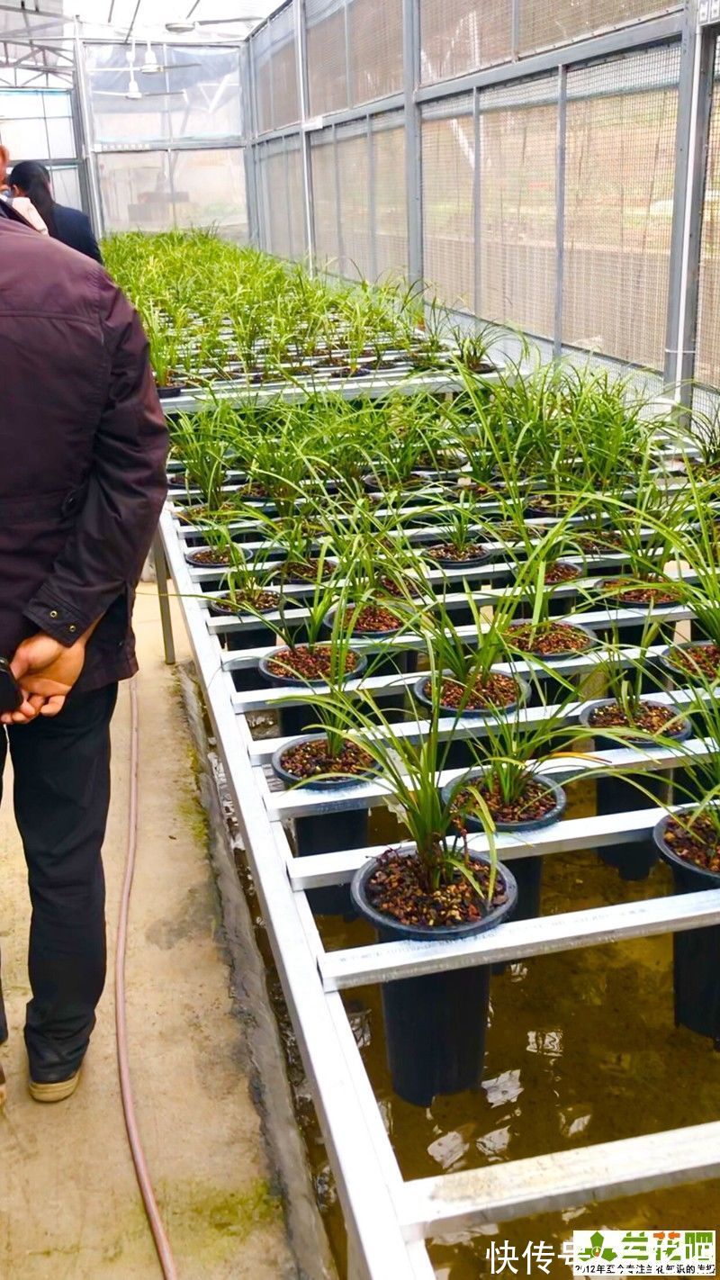 养兰一点通|学不会的兰花浇水，养到难处方知兰，山终究还是山