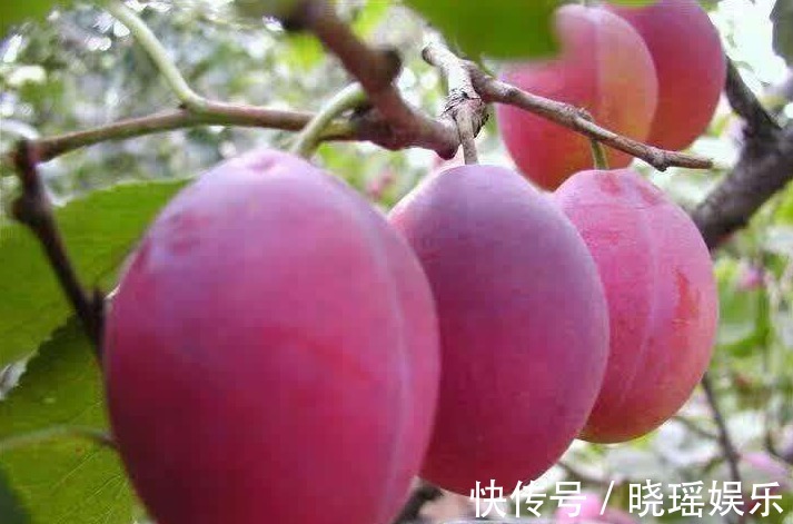 矿物质元素|对女人最好的水果，用它榨汁每天喝一杯，排毒美容、补血、抗衰老