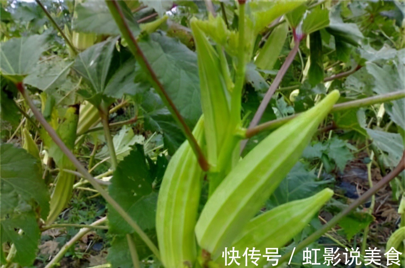 营养|爱美的女人离不开以下3种食物,营养丰富、滋润肌肤,显年轻