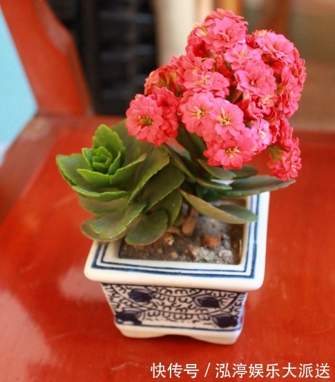 家里人最适合养的3种花,不仅寓意好,而且长得好,花友都会喜欢