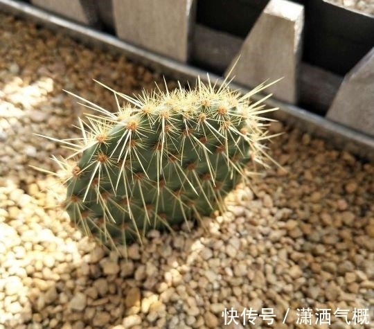 啤酒养花有“一个雷区不能踩”,养护时多注意,花花或许更感谢你