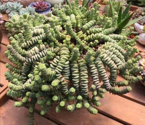 浇水|多肉钱串怎么养,才能长满花盆,株型更美观