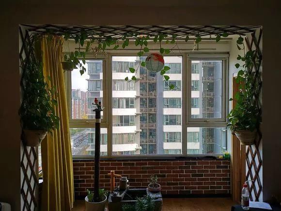 老花匠:扔4种“东西”,就是扔钱,比花肥还好用,不花钱!