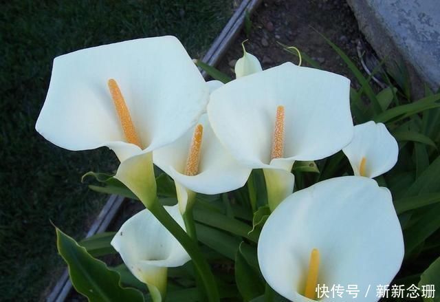 马蹄莲|这3种花要多浇水,水多了就爆盆到处生长,夏天养正合适