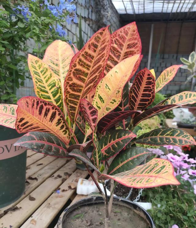 花盆儿|养花总不好？4个“胡乱闹”，看你占了几个，难怪养的差劲
