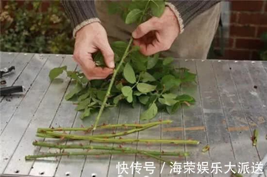 扦插|家里常丢掉的“垃圾”,秒变“扦插利器”,大白根嗖嗖冒,忒好活