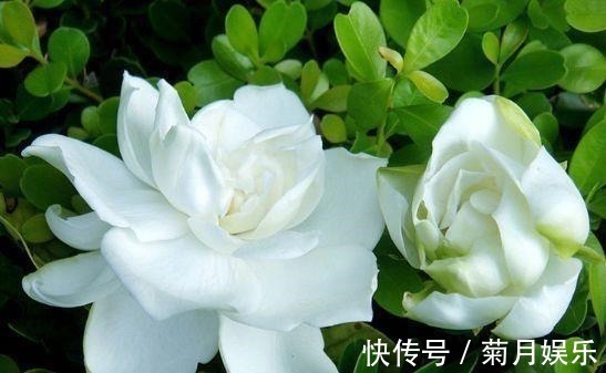 春节过后家里阳台养此款花,满屋子飘香,花开满枝头,开花能手