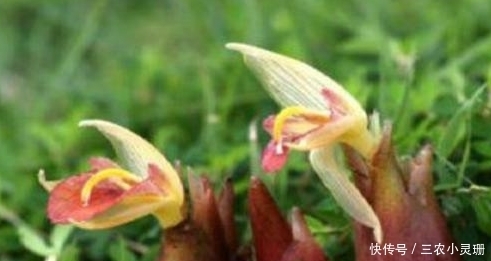 橢圓形|農村山間野草陽荷,祛風止痛、清腫解毒、止咳平喘、化積健胃