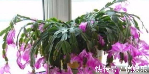 蟹爪兰开花不断的妙招,盆里用个“它”,花苞呼呼冒,开的特别多