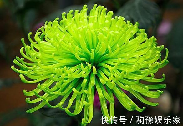 喜欢菊花，不如养盆“菊中珍品”绿朝云，花似惊鸿起舞，碧洁如玉