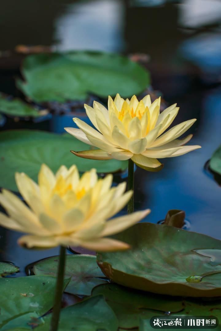 三潭印月|美炸了!三潭印月睡莲中的“大姐大”王莲,开了今年的第一朵花