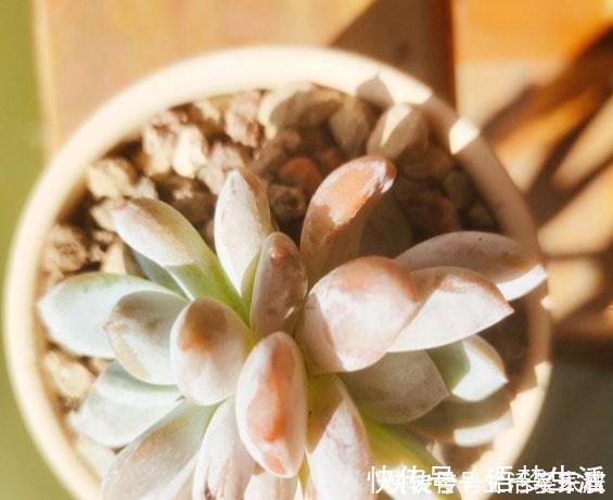 诀窍|多肉易出问题,就是根没养好,2个养根诀窍,肉肉晶莹剔透