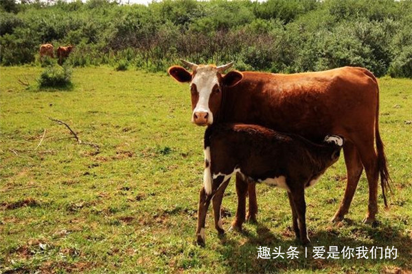 属相|生肖牛的婚配大全属牛男和属牛女,分别和什么属相最配
