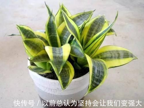 酸性|养花不死,全靠盆土,用这个土养花,能活几十年