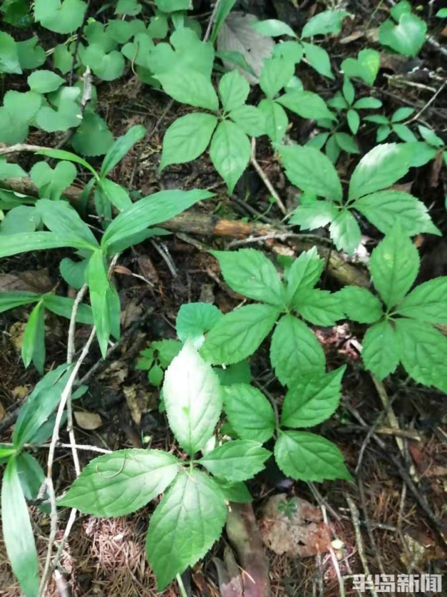 引种|长白山人参扎根崂山！从采药人到种药人，青山农民15年引种让传说变现实