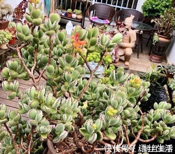 福娘|新人肉友慎入的这几款多肉，你了解多少，知道为什么吗？